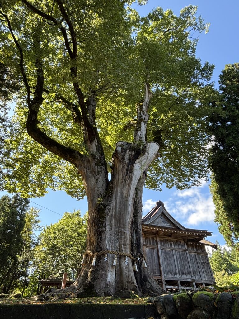 赤谷十二社の大ケヤキ１