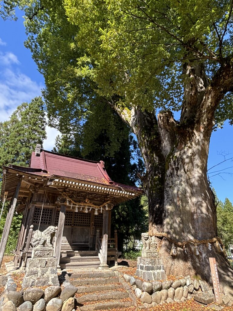 十日町市【赤谷十二社の大ケヤキ】樹齢約１，２００年｜存在感抜群の霊木