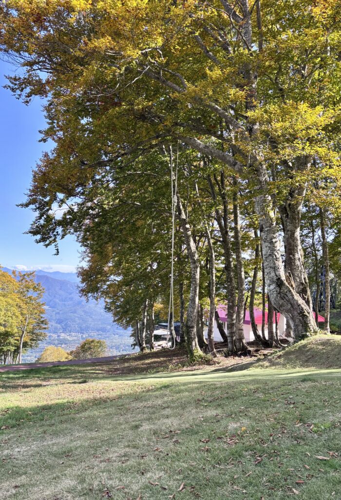 ツリーブランコ