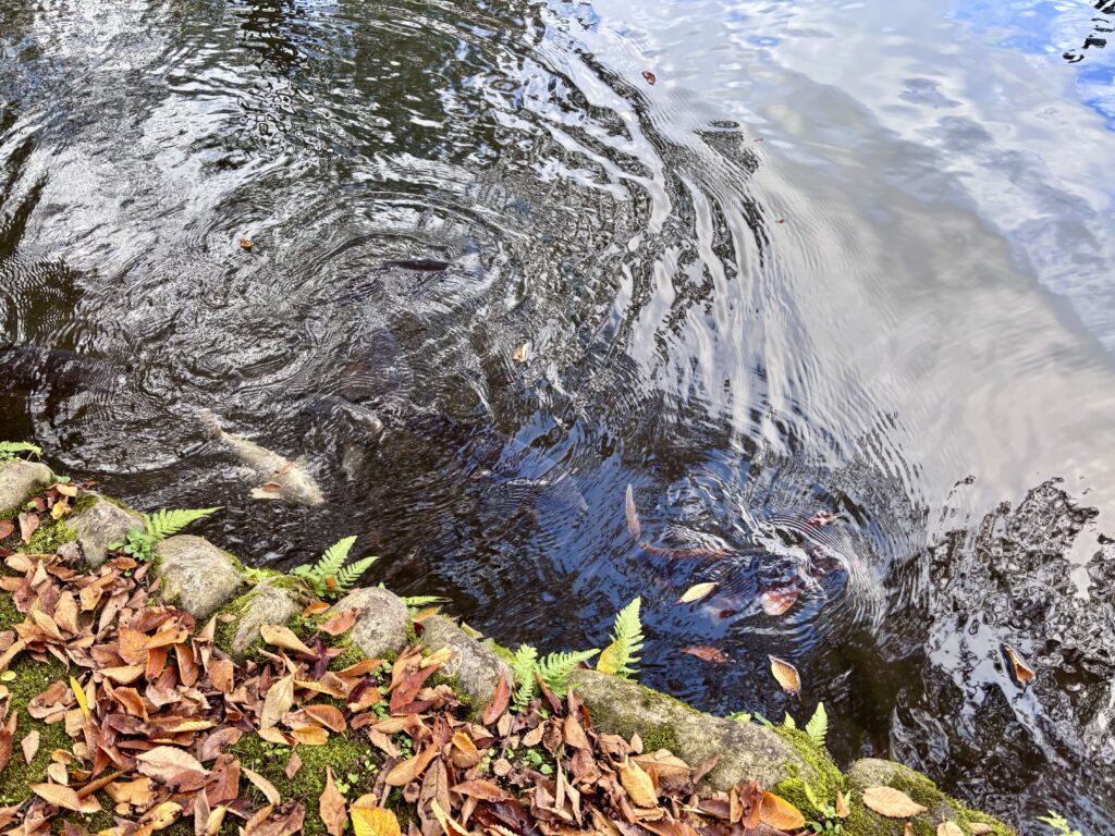 池の鯉
