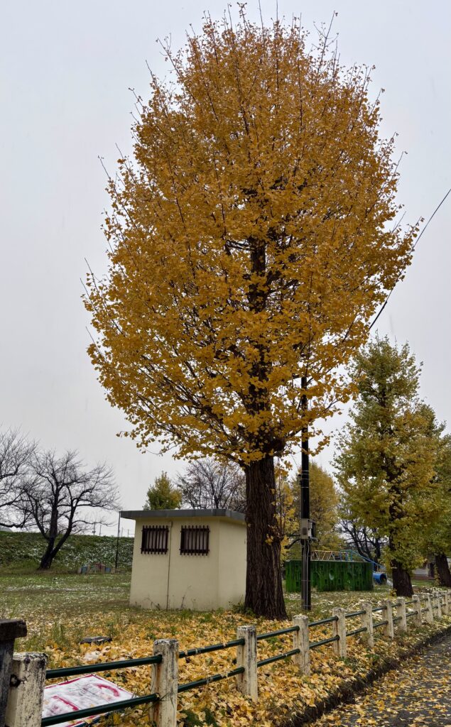 見頃のイチョウの木