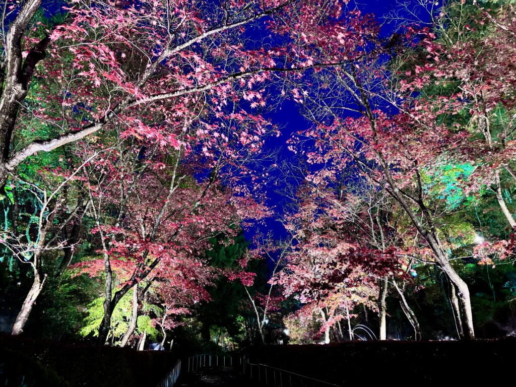 ライトアップ３