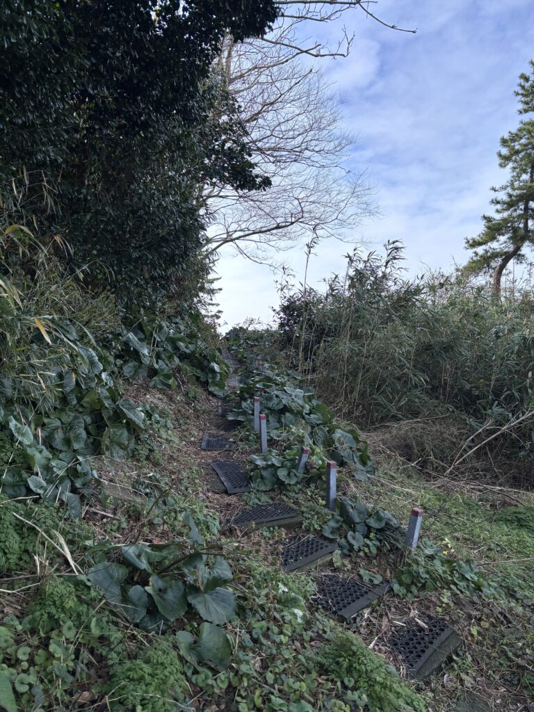 つわぶき坂展望台への道２