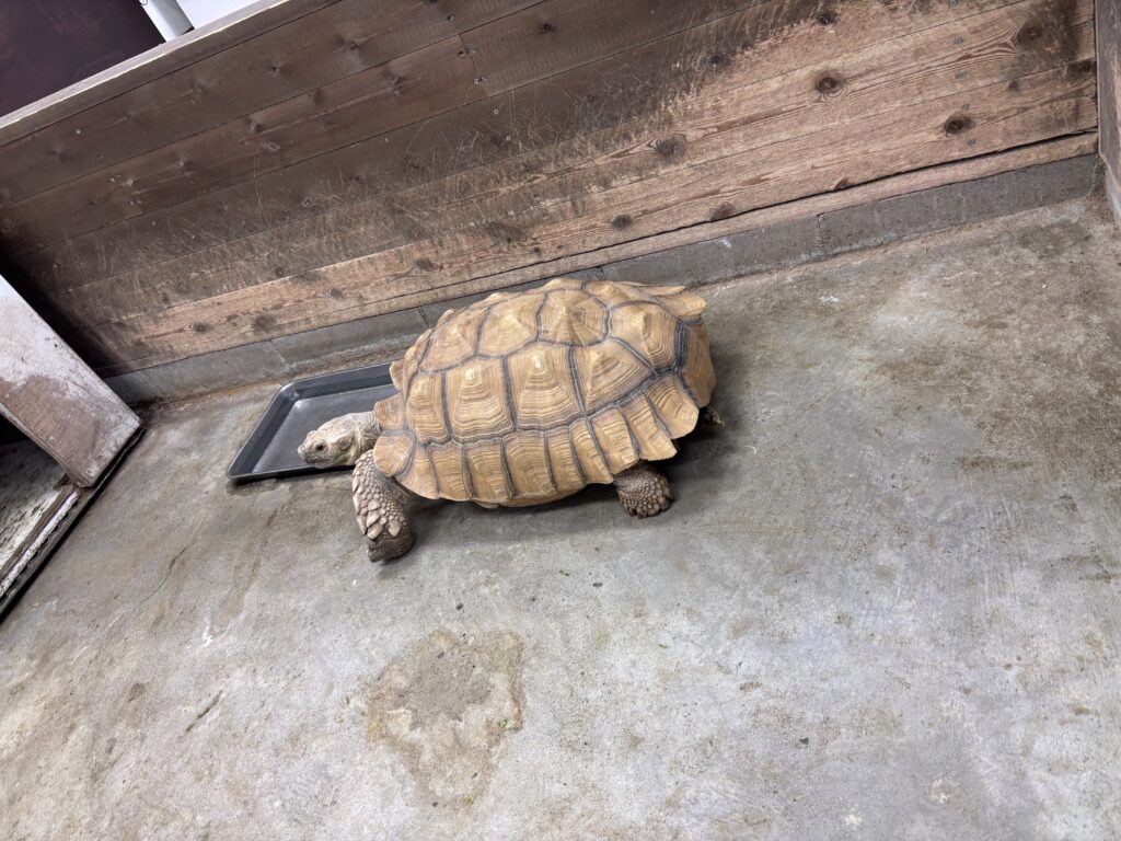 ケヅメリクガメ大