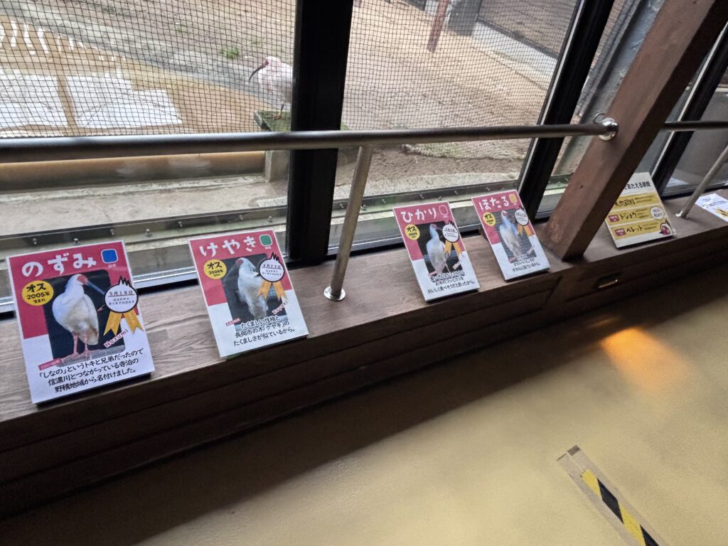 朱鷺紹介カード