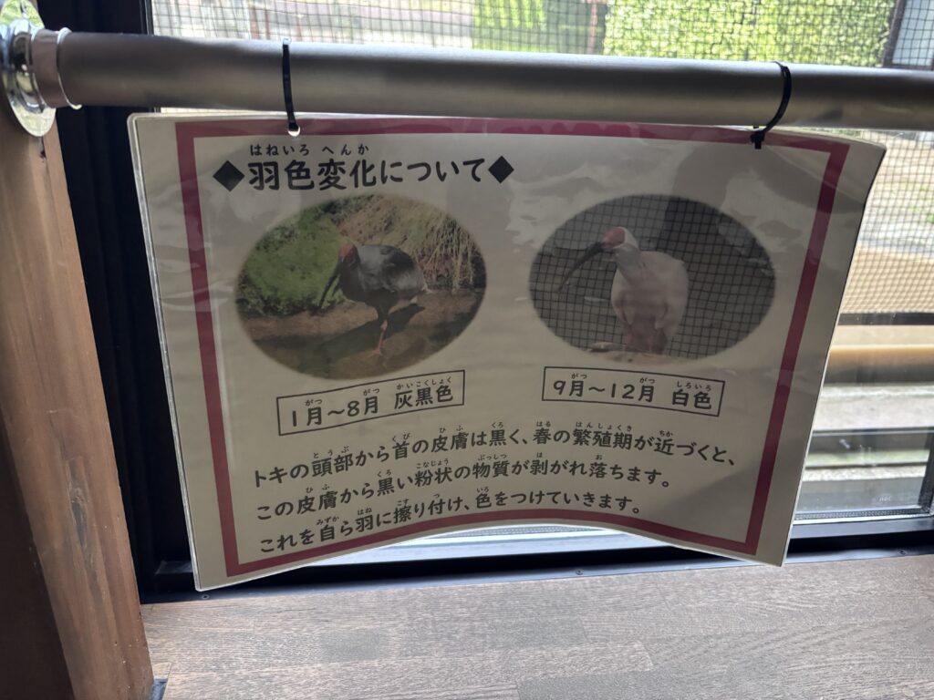 羽色変化について