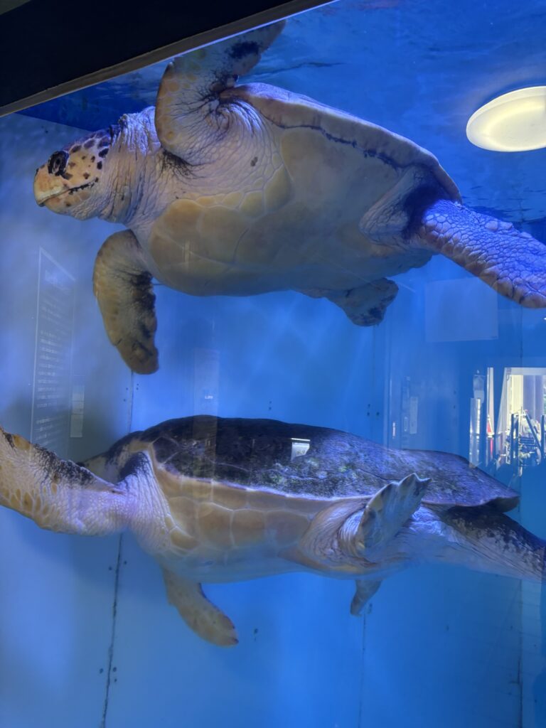 ウミガメ2