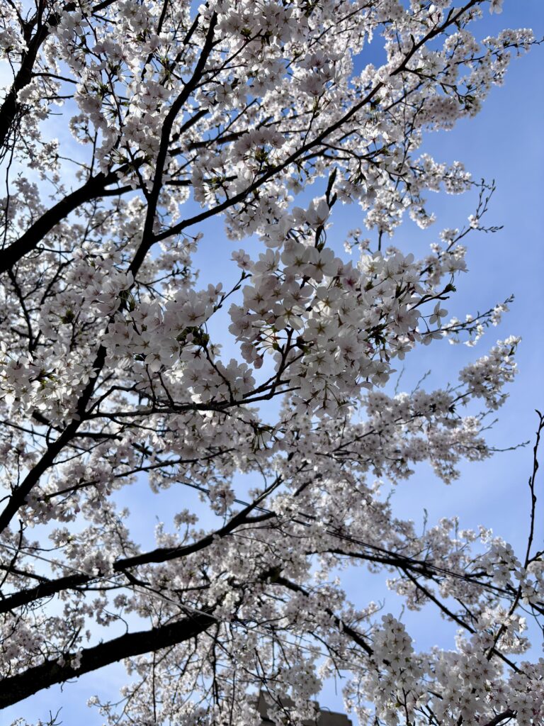 桜