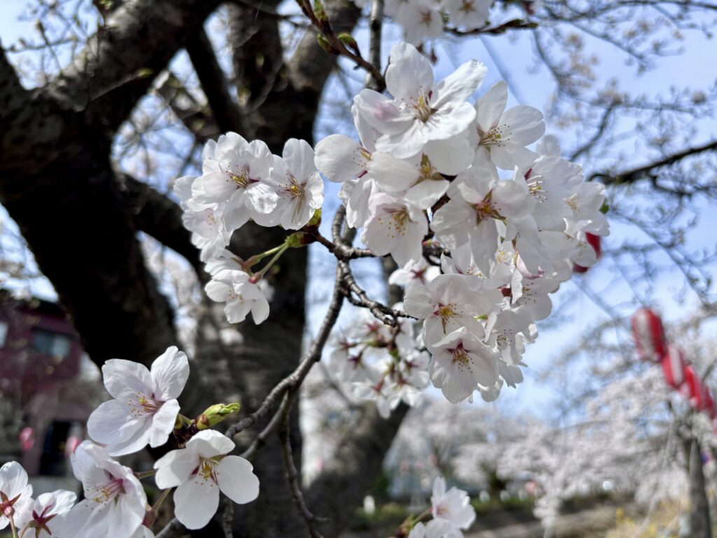 【福島江】人びとの心を和ませたい、桜の名所｜花より団子派も集合