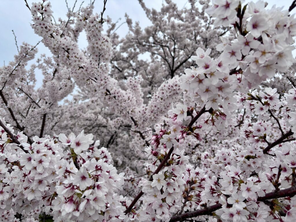 ソメイヨシノ１