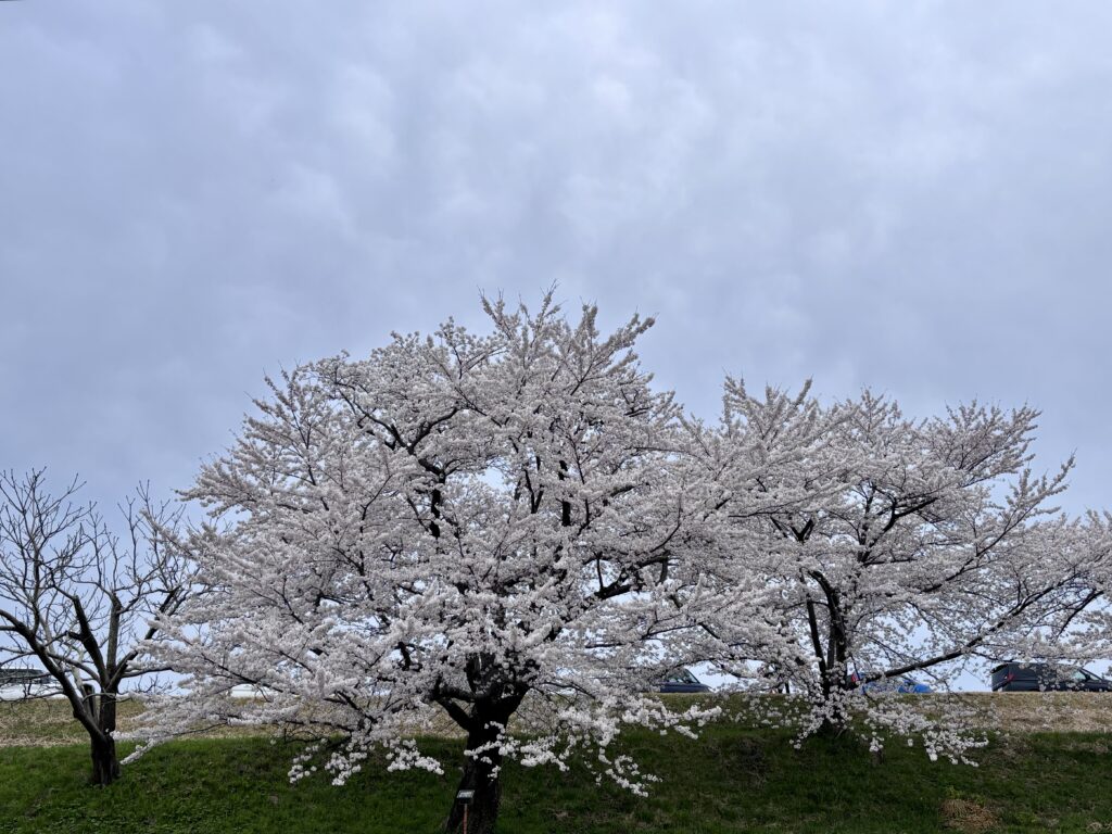 ソメイヨシノ２