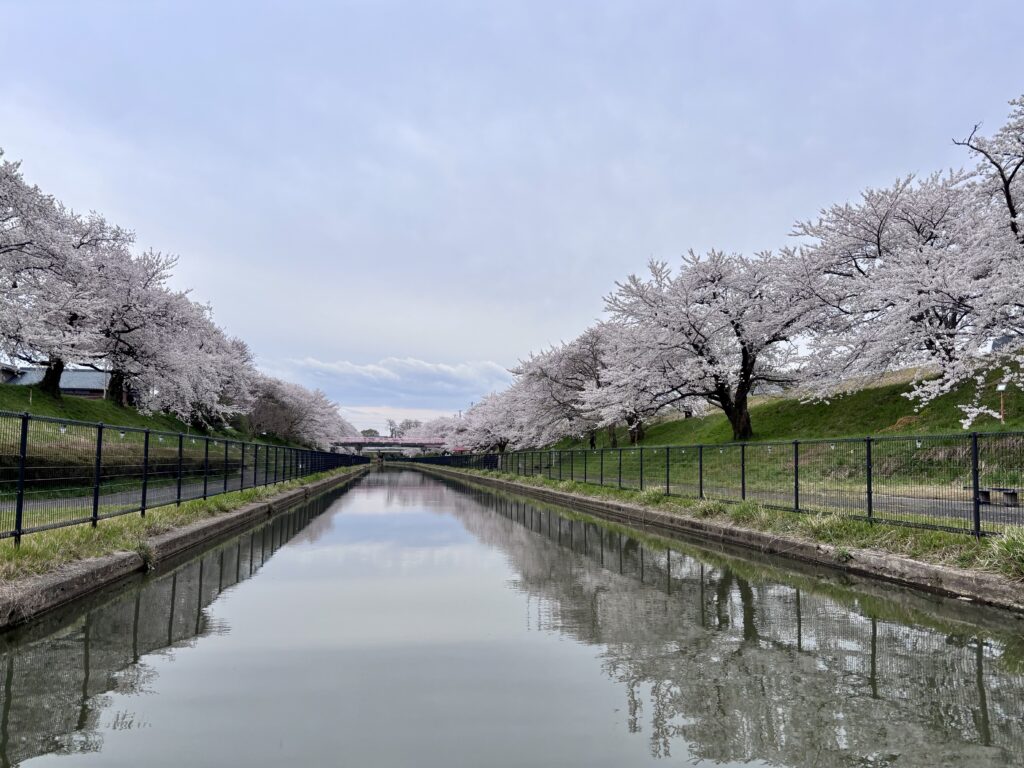 新潟市【鷲ノ木桜遊歩道公園】春は桜、初夏はツツジを楽しむ