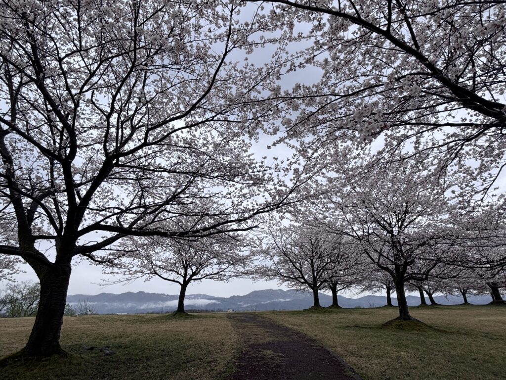 桜並木４