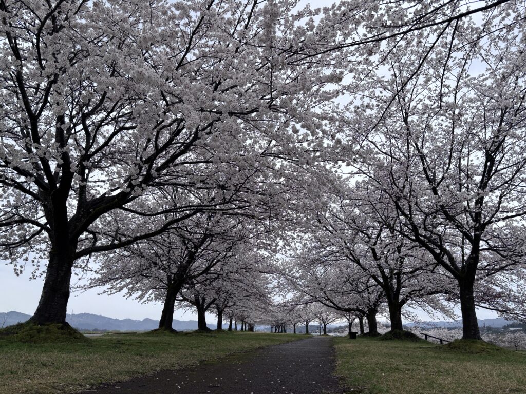 【越路河川公園】残雪の山々と長い桜並木