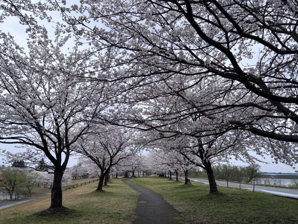 桜並木２