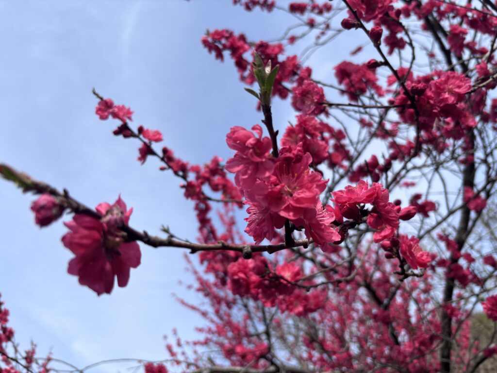 谷根のハナモモ３