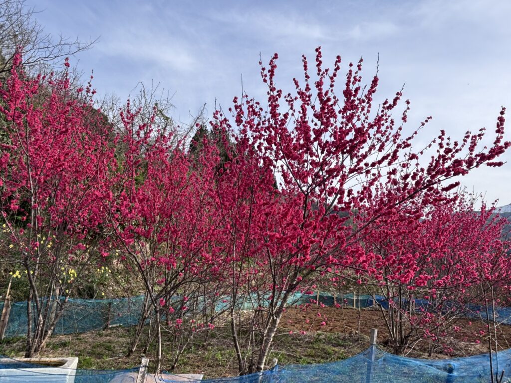 谷根のハナモモ１