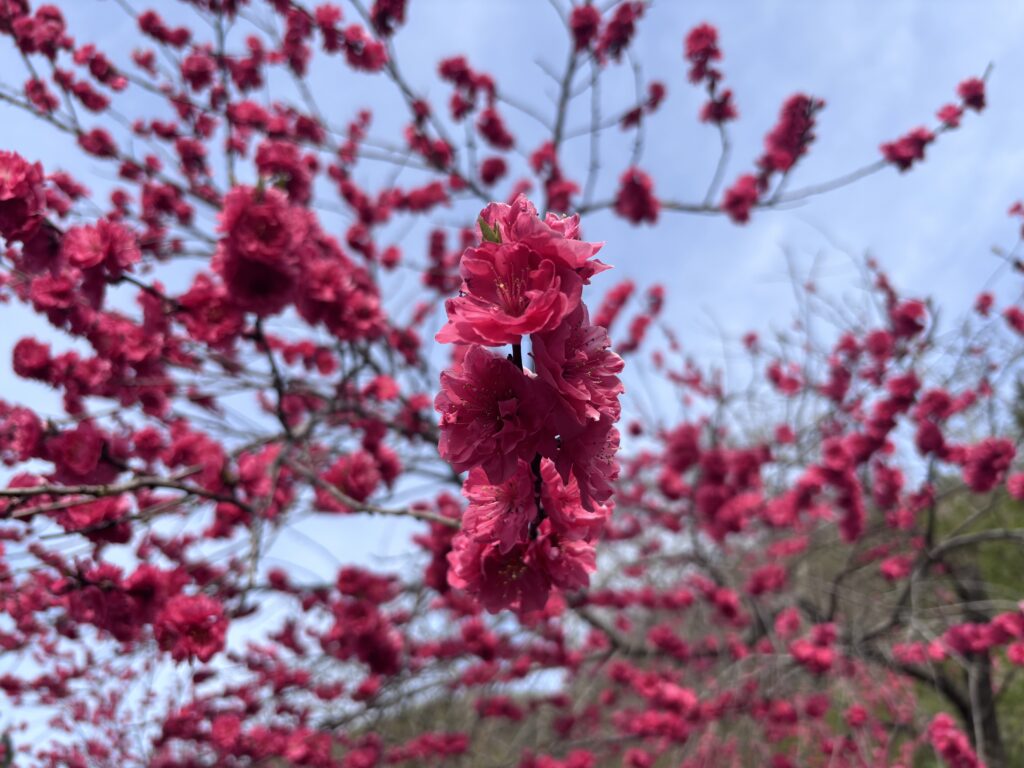 谷根のハナモモ２