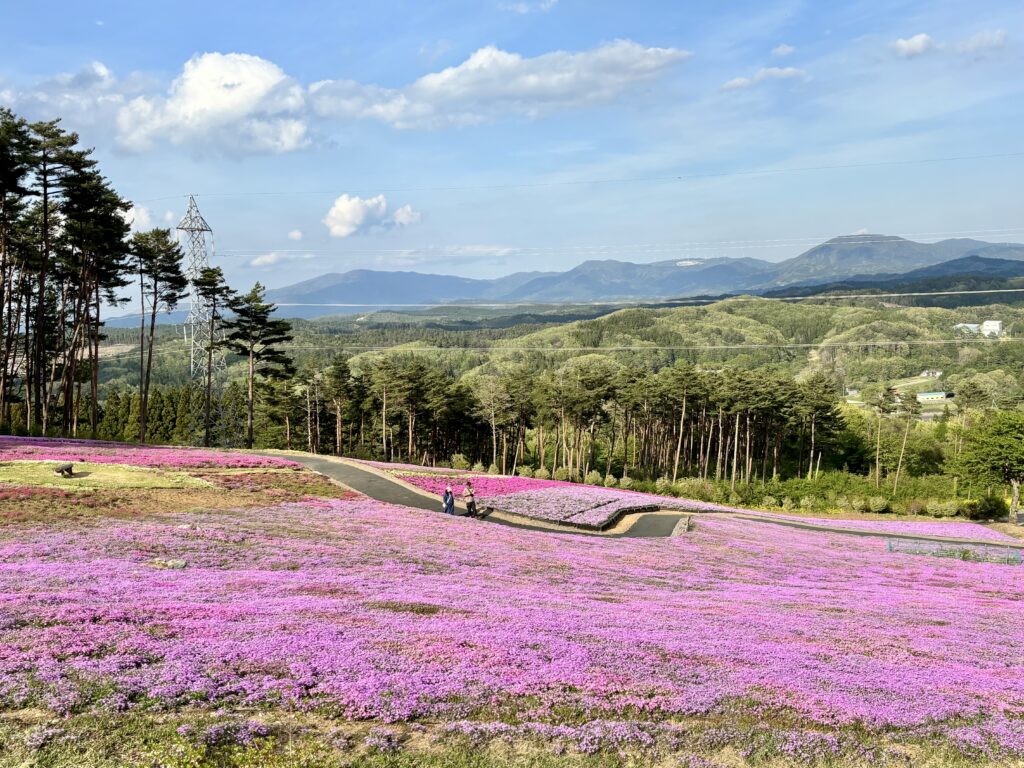 山と芝桜