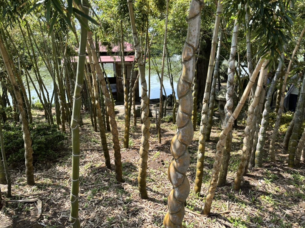 亀甲竹