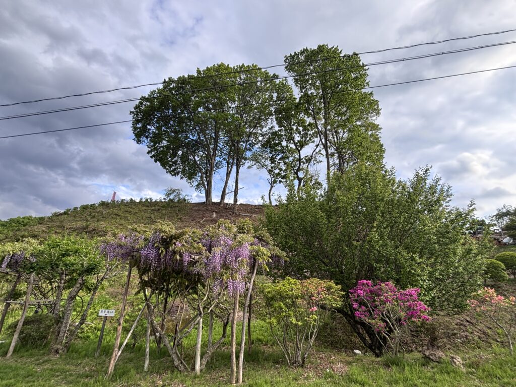 丘の上の木と藤の花