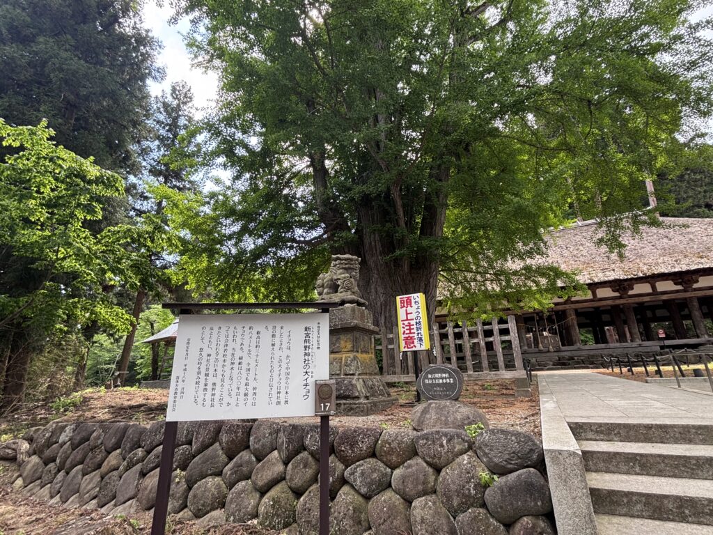 新宮熊野神社の大イチョウ