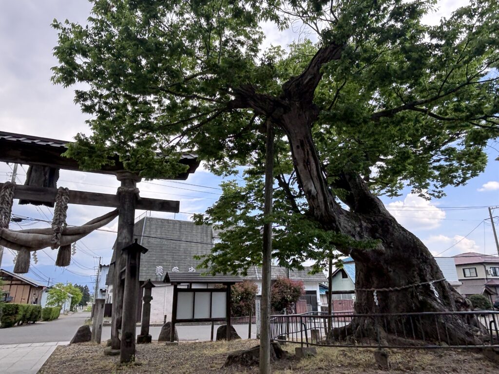 後ろから見た熊野神社の森