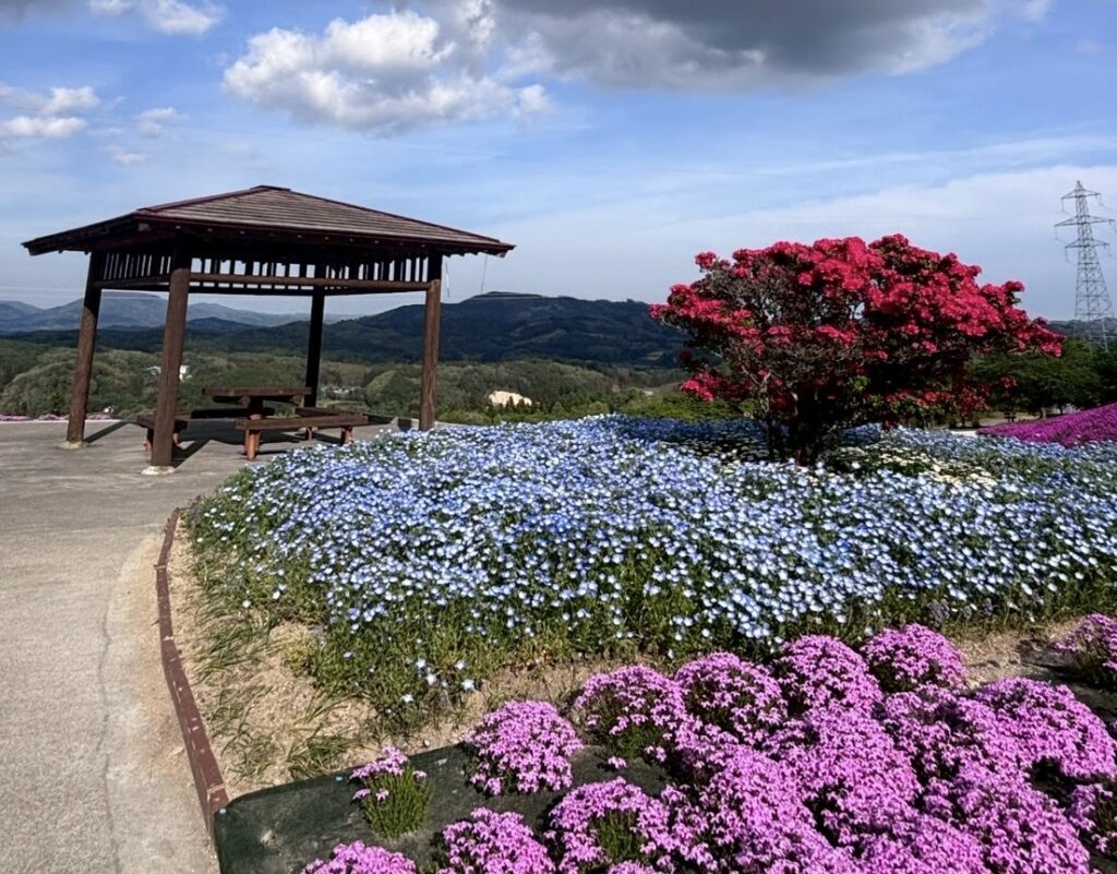 東屋とネモフィラ