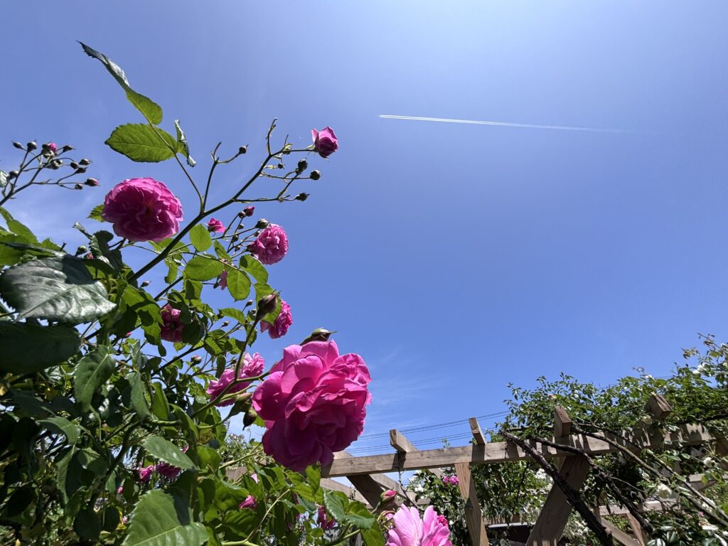 バラと飛行機雲