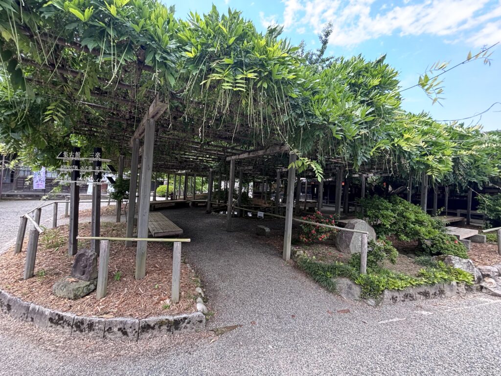 大藤棚