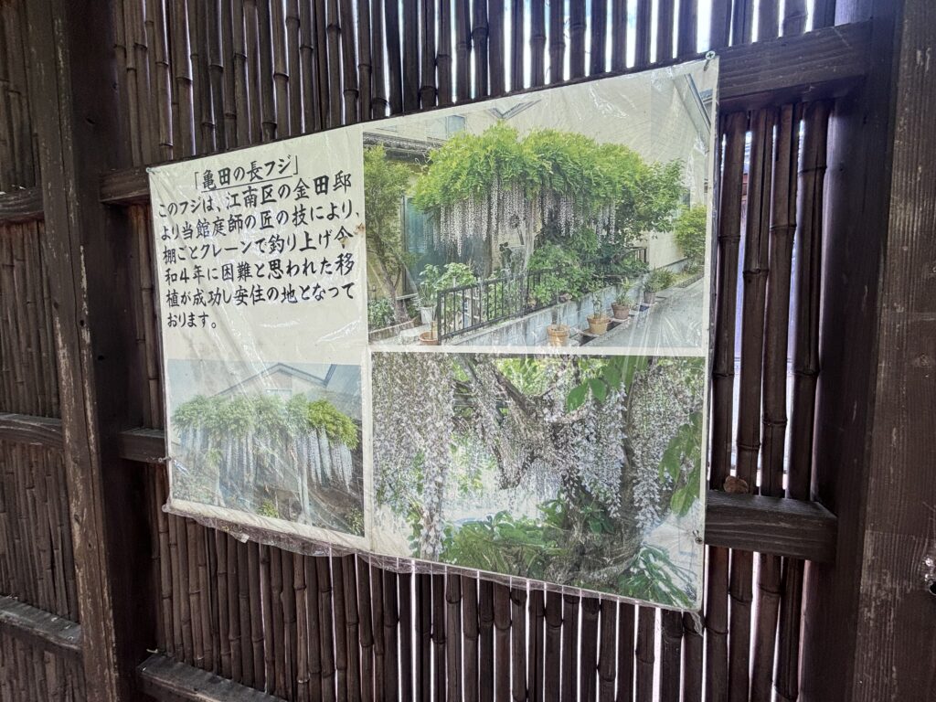 亀田の長フジの説明看板