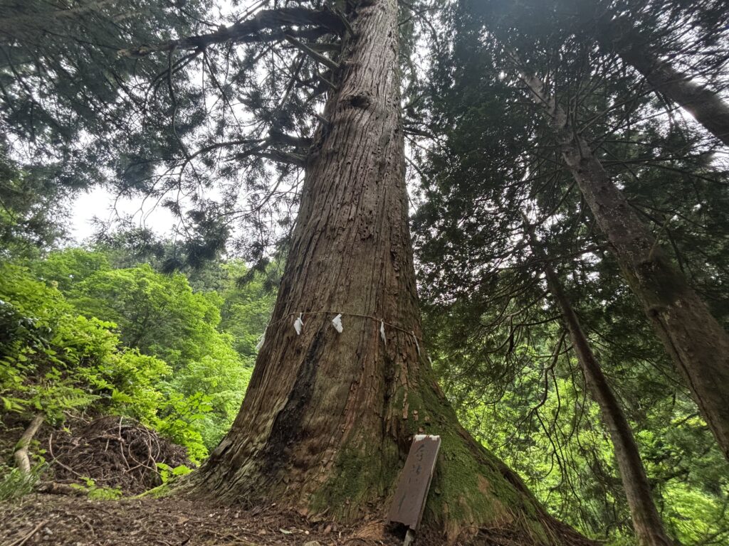 登龍杉