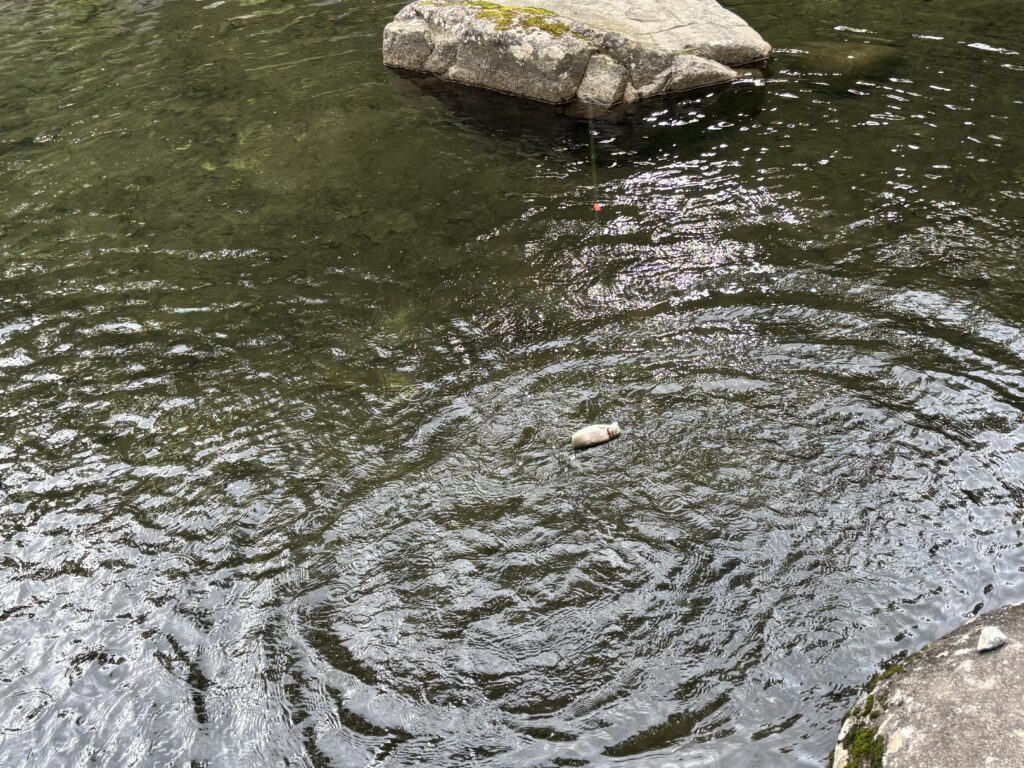 釣れた魚