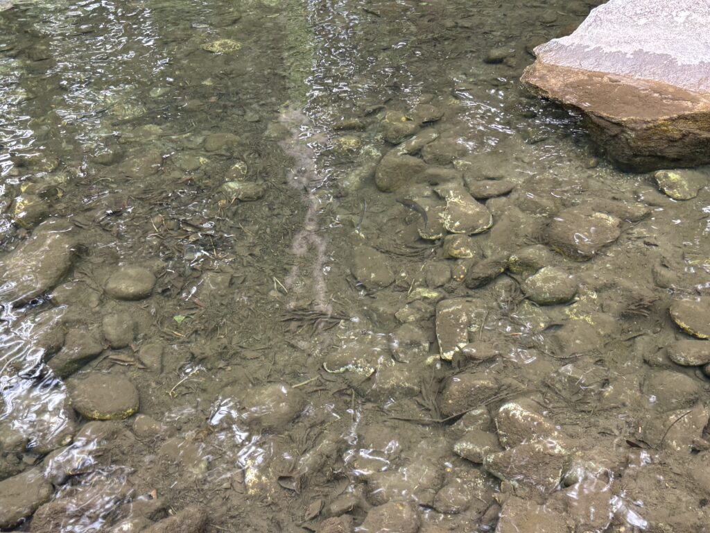 川を泳ぐ魚