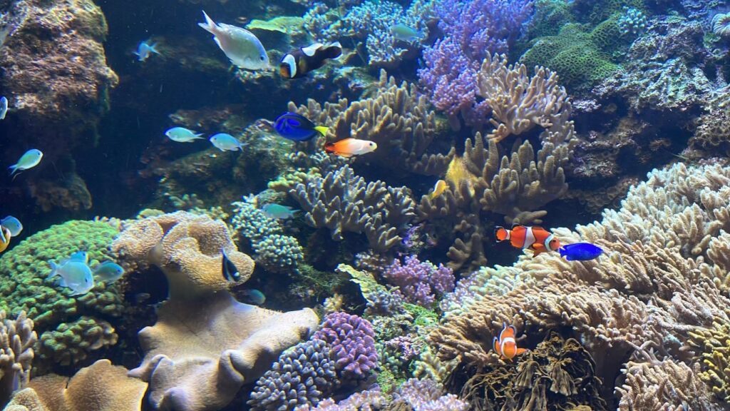 水槽の魚たち