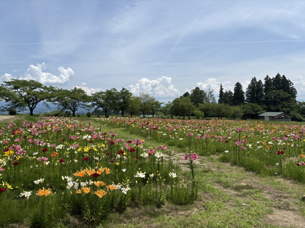 ゆり１