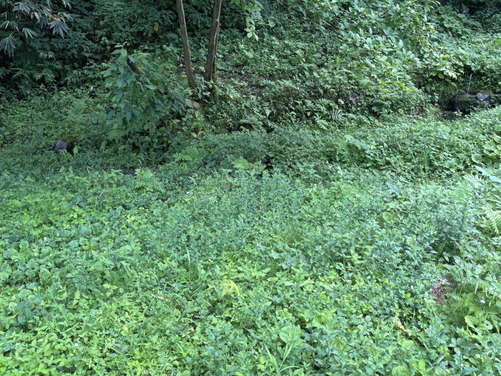 吉原の清水の周辺