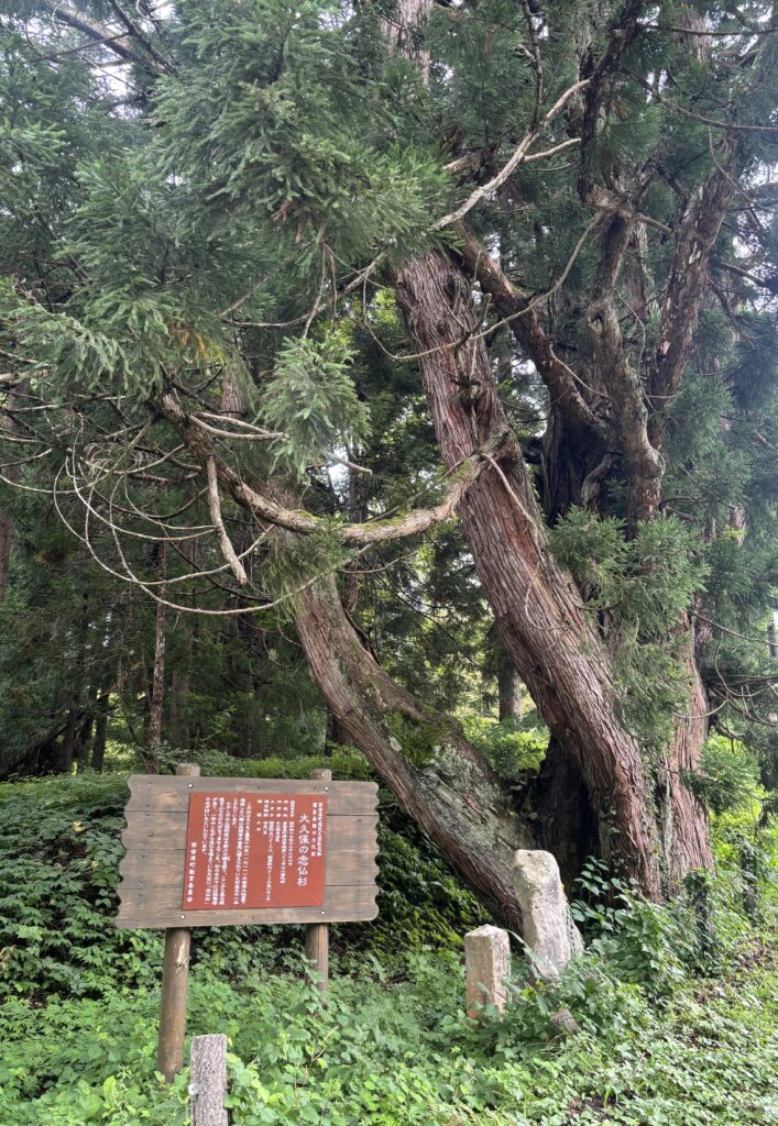 大久保の念仏杉