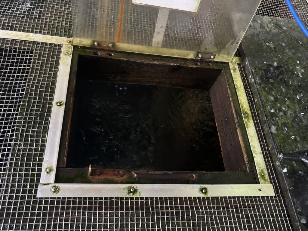 水汲み場4
